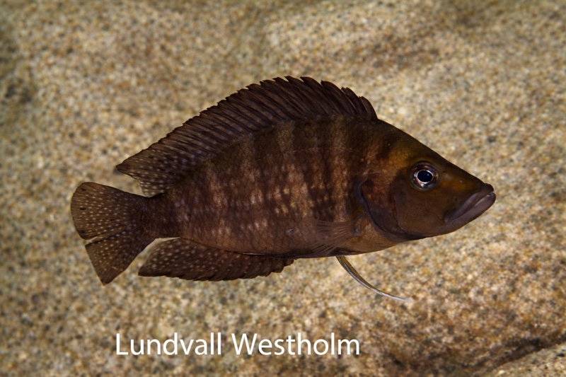 Altolamprologus compressiceps 'Jakobsen Beach'